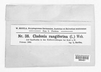 Cladonia rangiferina image